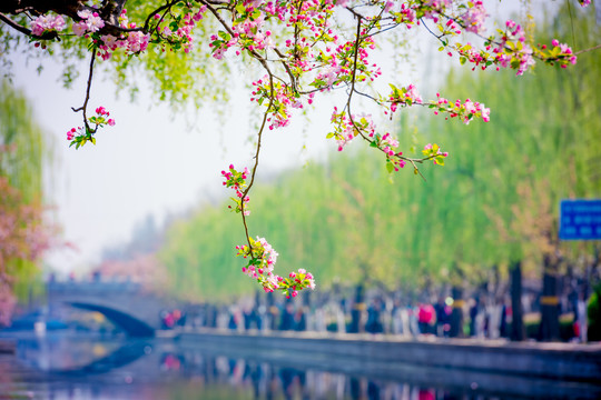 海棠花