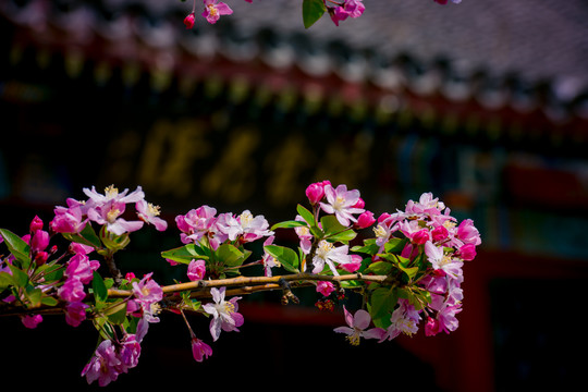 海棠花