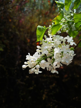 丁香花