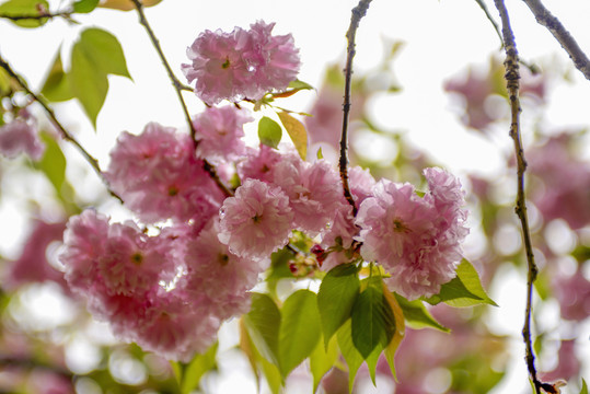 粉色樱花