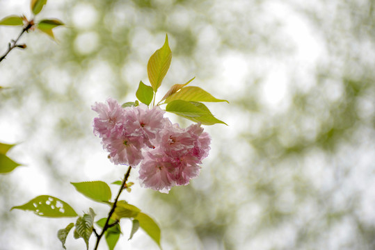 粉色重瓣樱花