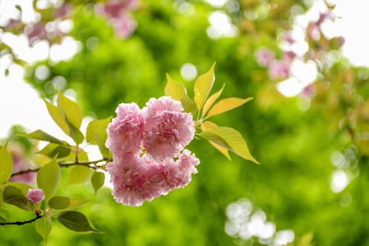 粉色重瓣樱花