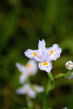 白色鸢尾花