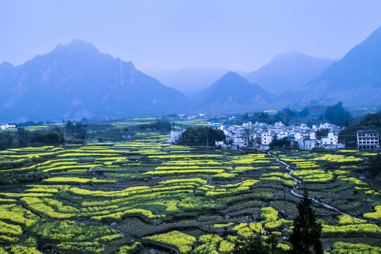 江南山村油菜花