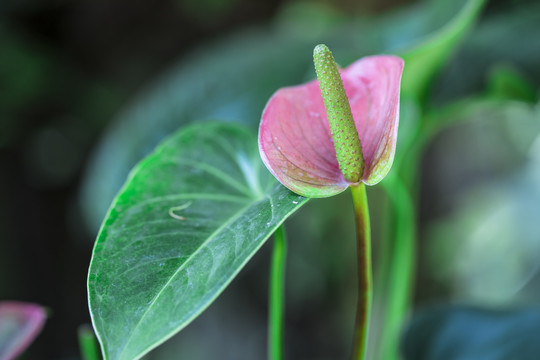 花烛