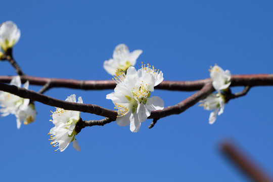 花枝