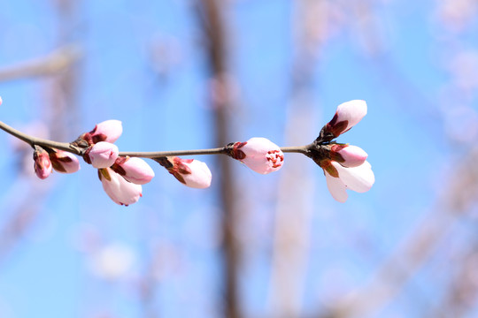 花苞