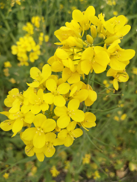 油菜花