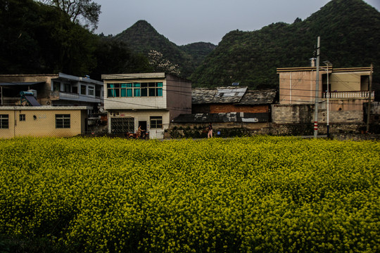 油菜花