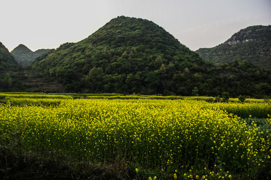 油菜花