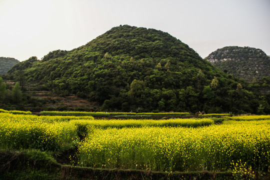 油菜花