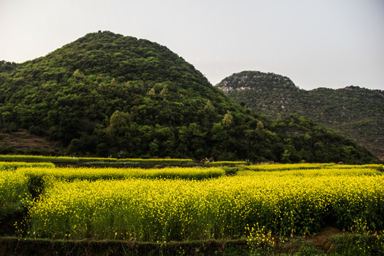 油菜花