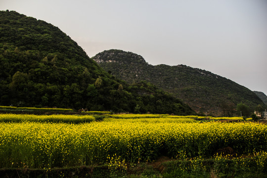 油菜花