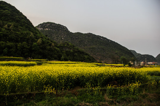 油菜花