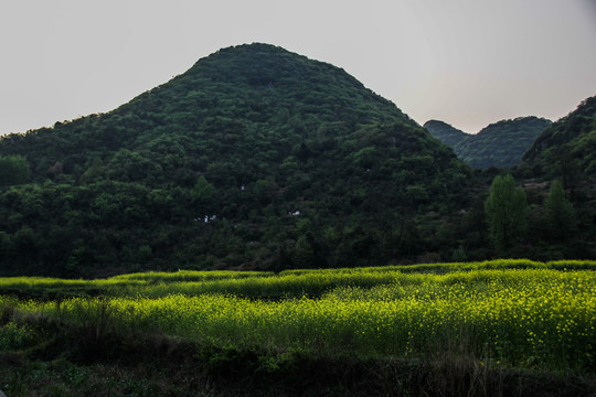 油菜花