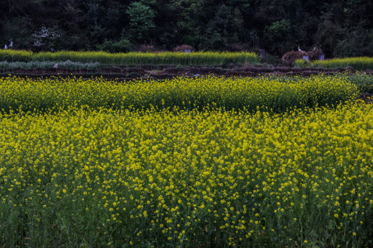 油菜花