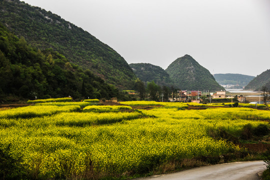 油菜花开