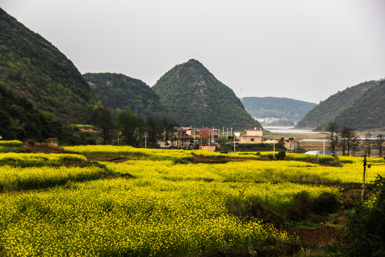 油菜花开