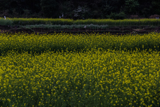 油菜花