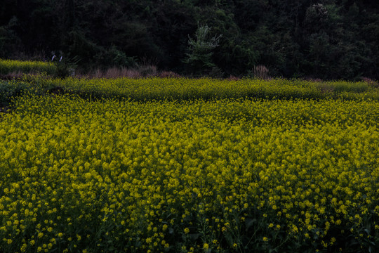 油菜花