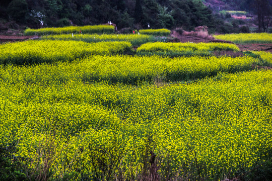 油菜花开