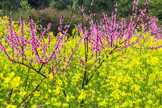 山桃花油菜花