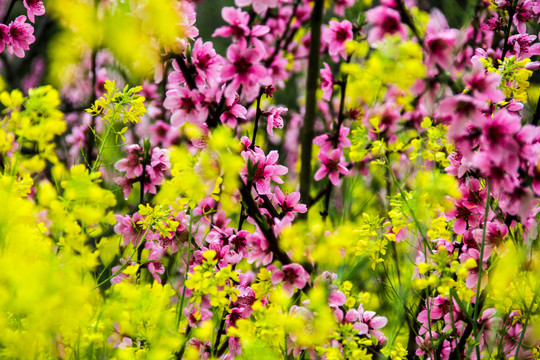 山桃花油菜花