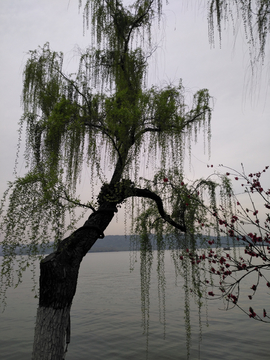 杭州西湖春天