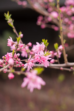 菊花桃