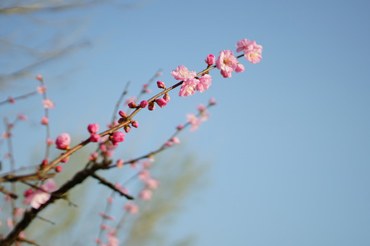 桃花盛开