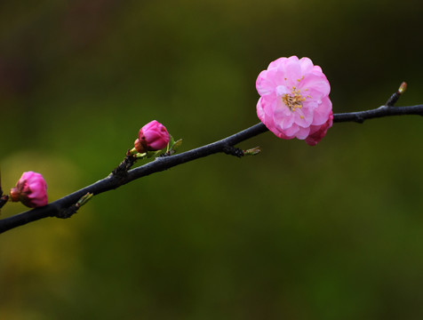 花开春天里