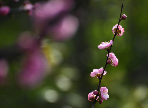 花开春天里