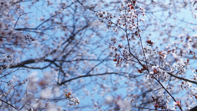 春季赏樱花