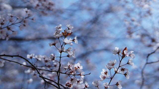 春季赏樱花