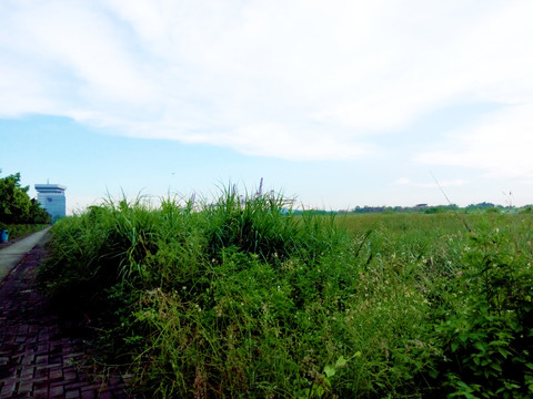 海边湿地沼泽风景