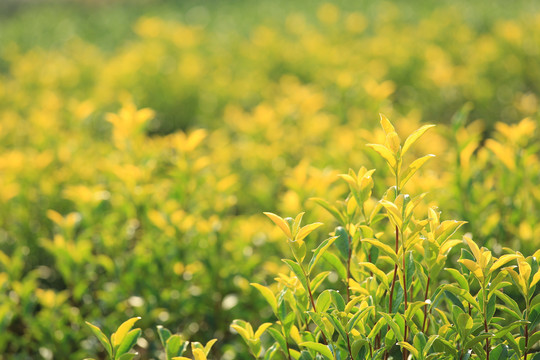 茶树芽