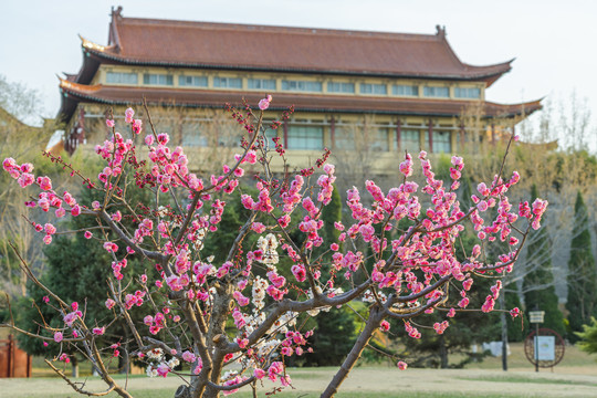 梅花图片