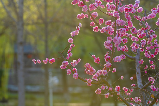 梅花