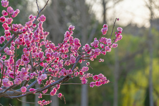 梅花