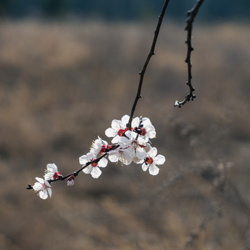 春天杏花图片