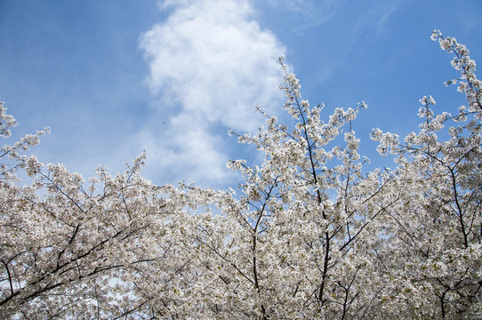 蓝天白云下怒放的樱花