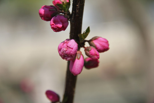 桃花