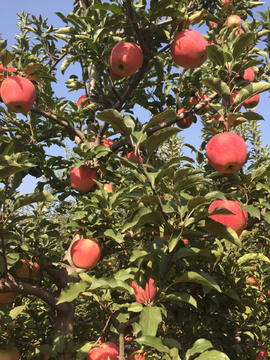 树上丰收的大红苹果
