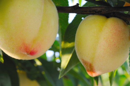 桃子种植基地