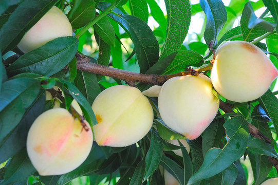 桃子种植基地