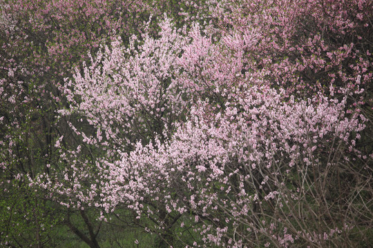 桃花
