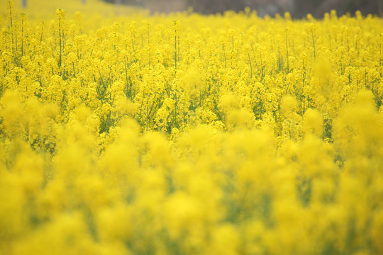 油菜花
