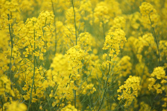 油菜花