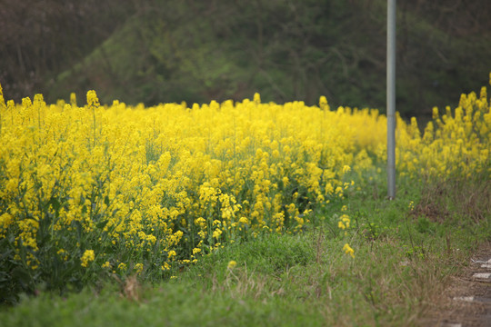 油菜花