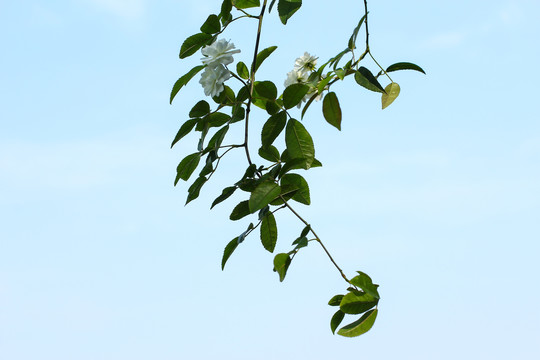 木香花